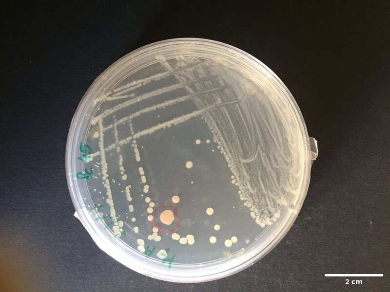 Pseudoalteromonas_marina_CCMAR-S_PC45