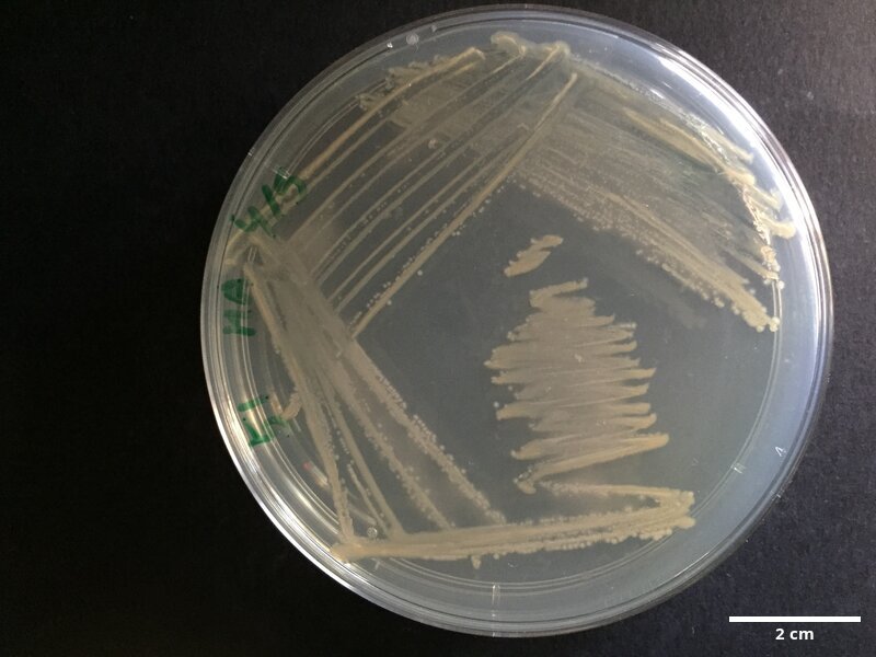 Pseudoalteromonas_marincola_CCMAR-S_PG51