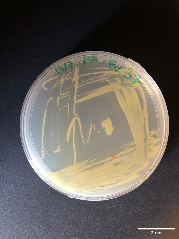 Pseudoalteromonas_sp_CCMAR-S_EV37