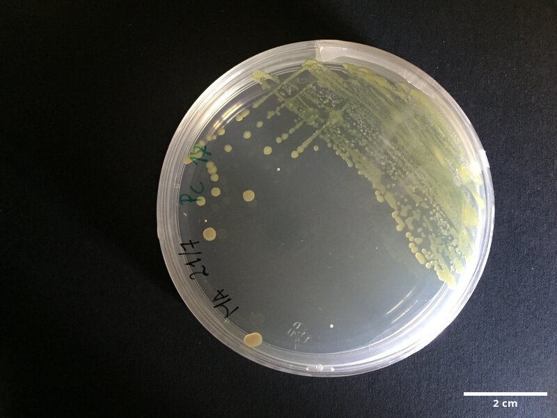 Pseudoalteromonas_sp_CCMAR-S_PC17