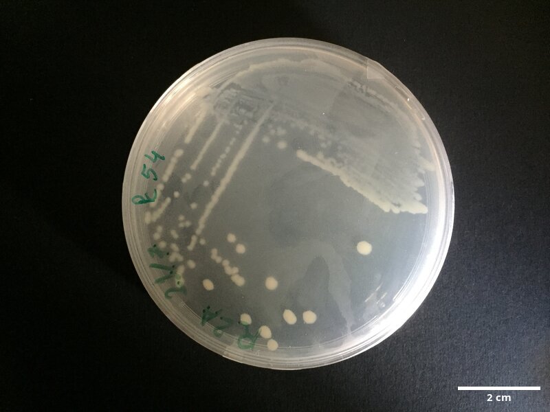 Pseudoalteromonas_sp_CCMAR-S_PC54