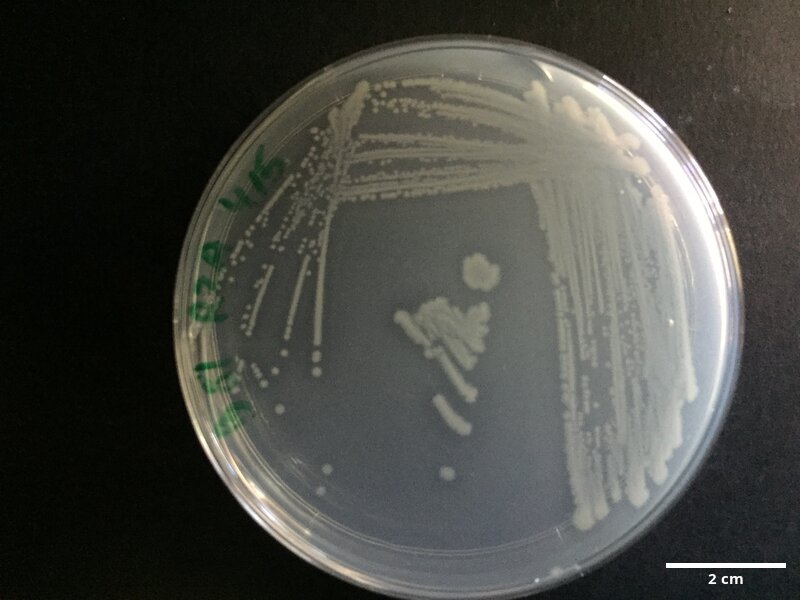 Pseudoalteromonas_sp_CCMAR-S_PG81