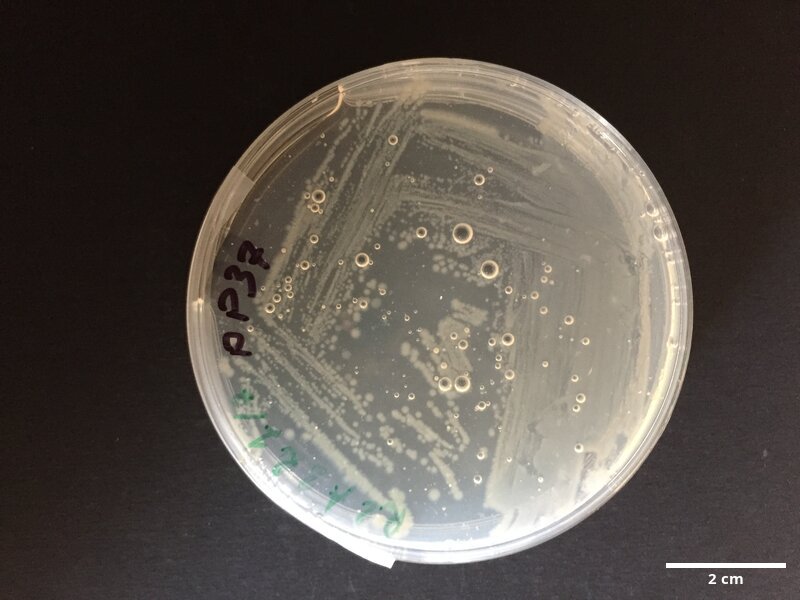 Pseudoalteromonas_sp_CCMAR-S_PP37