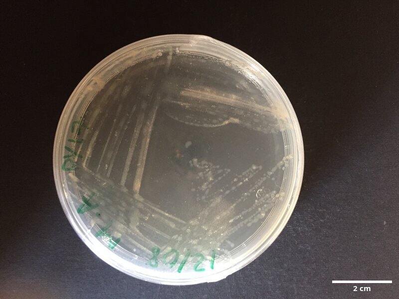 Pseudoalteromonas_sp_CCMAR-S_PY17