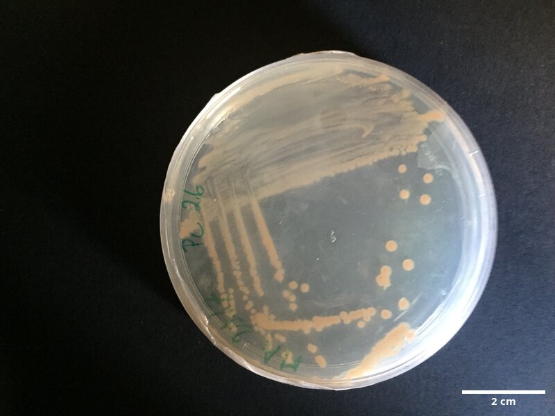 Pseudoalteromonas_spongiae_CCMAR-S_PC26