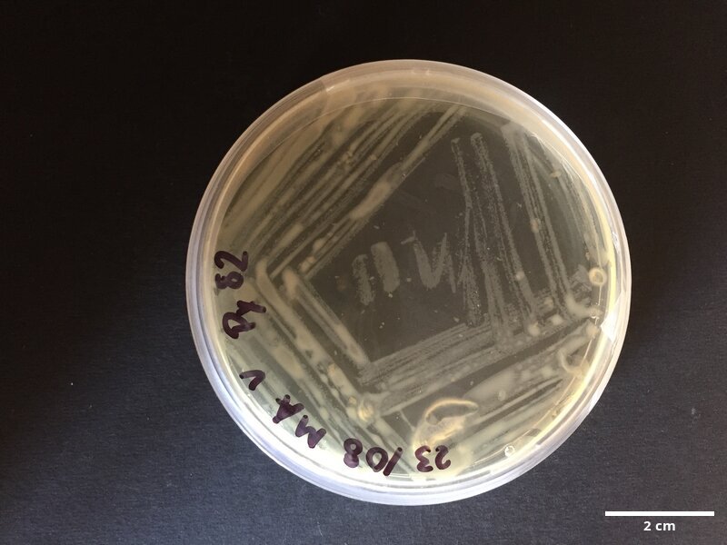 Pseudoalteromonas_tetraodonis_CCMAR-S_PY82