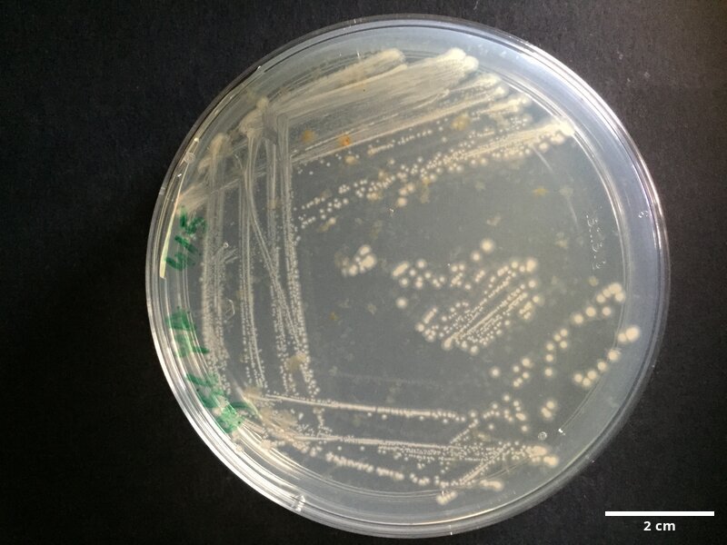 Psychrobacter_sp_CCMAR-S_PG56