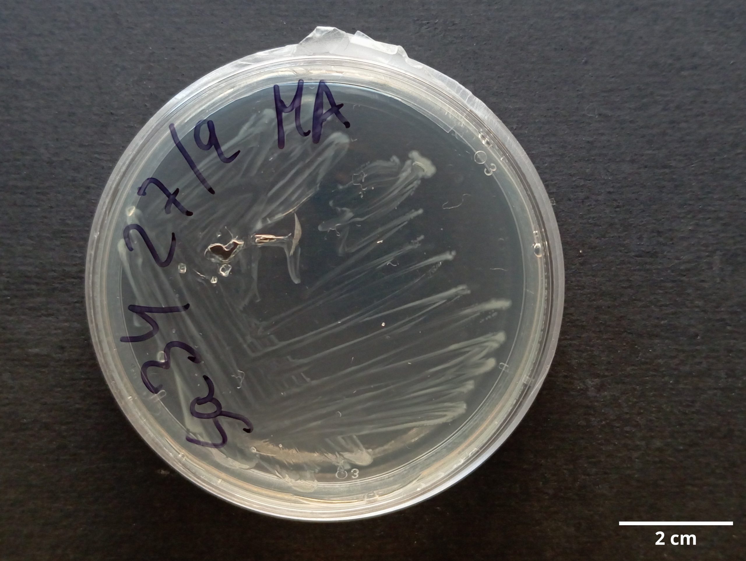 Ruegeria_atlantica_CCMAR-S_SA34