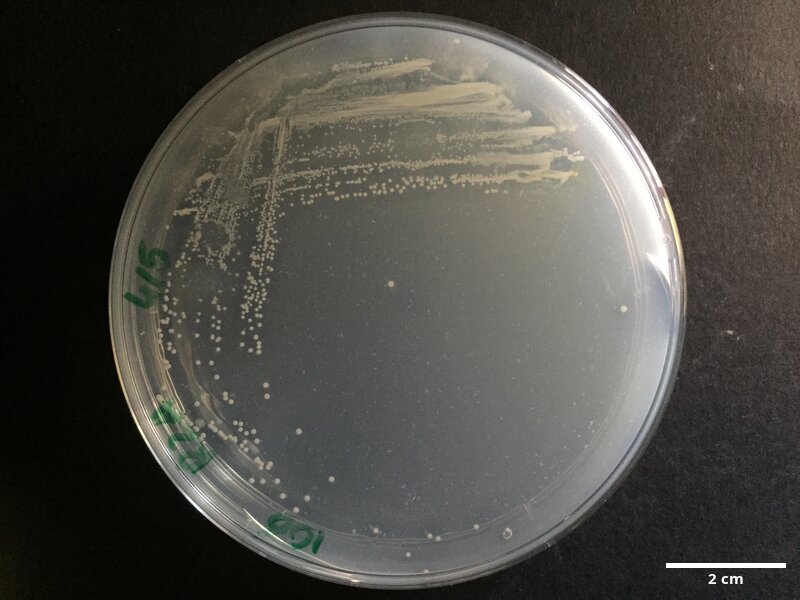Staphylococcus_equorum_CCMAR-S_PG106