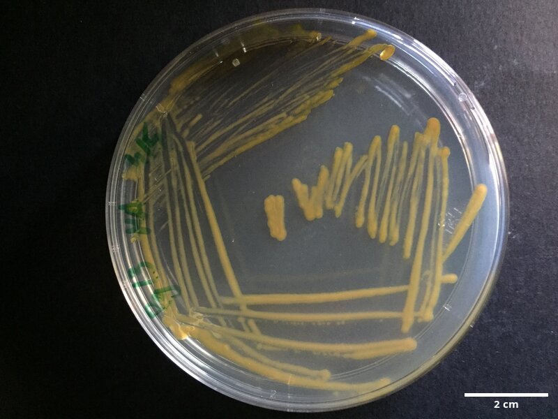 Tenacibaculum_soleae_CCMAR-S_PG13