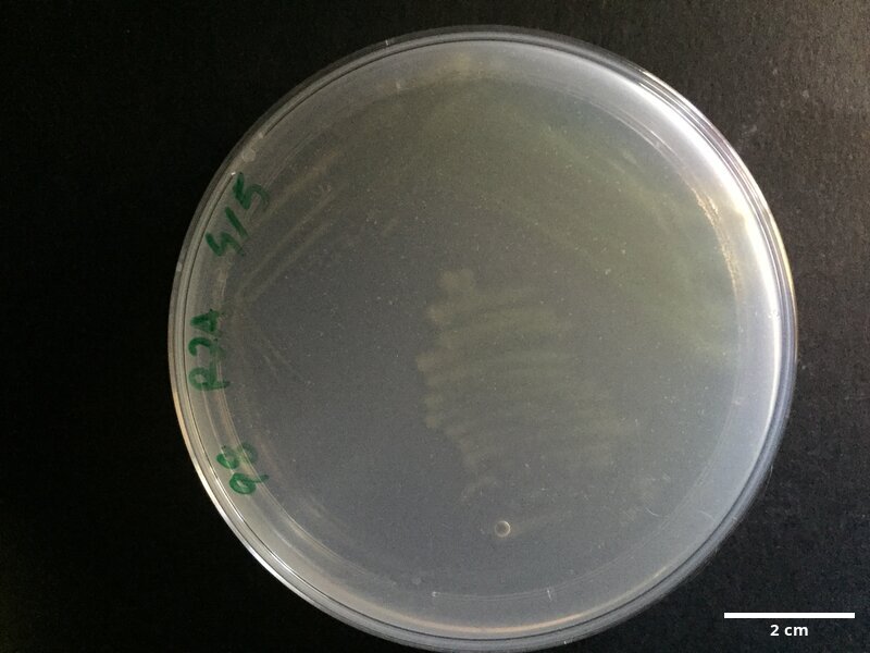 Tenacibaculum_soleae_CCMAR-S_PG98