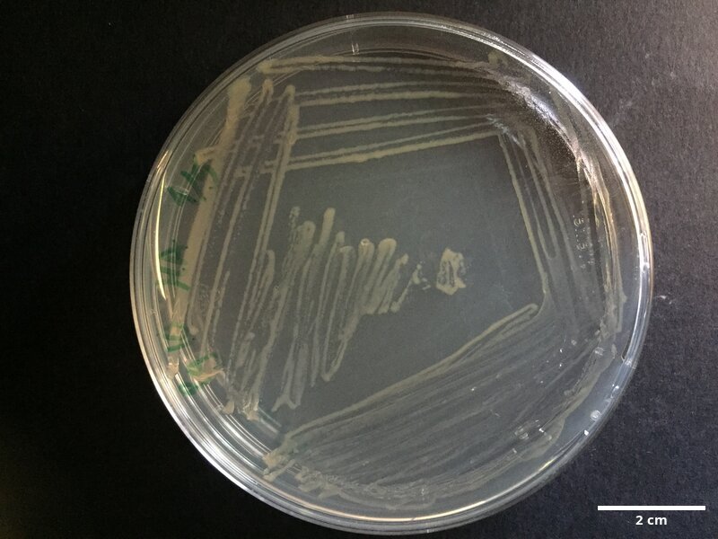 Tenacibaculum_sp_CCMAR-S_PG10