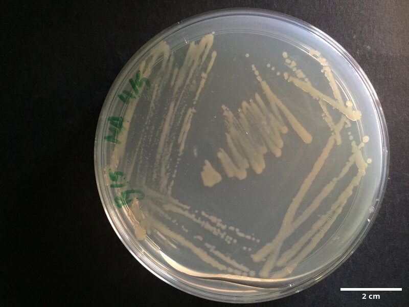 Tenacibaculum_sp_CCMAR-S_PG15
