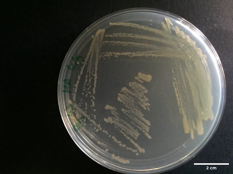 Tenacibaculum_sp_CCMAR-S_PG43