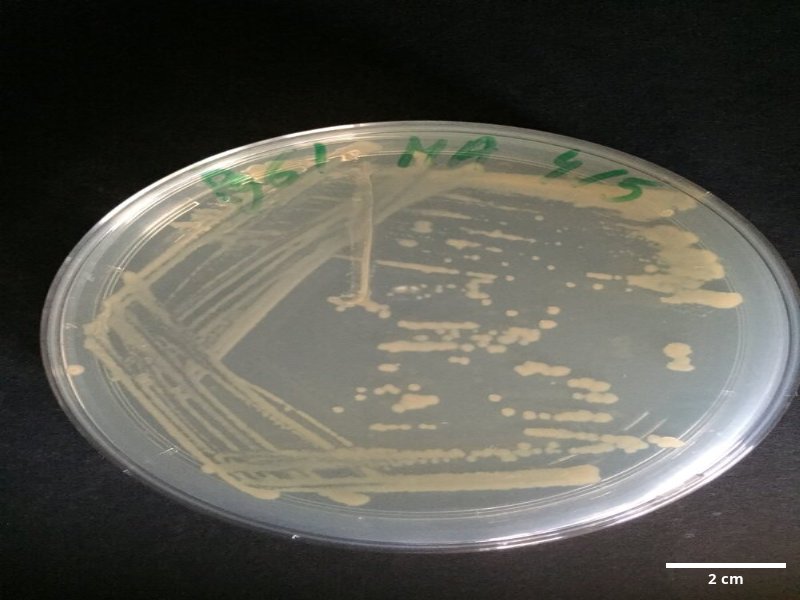Tenacibaculum_sp_CCMAR-S_PG61