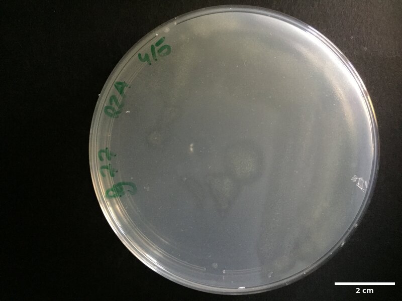 Tenacibaculum_sp_CCMAR-S_PG77