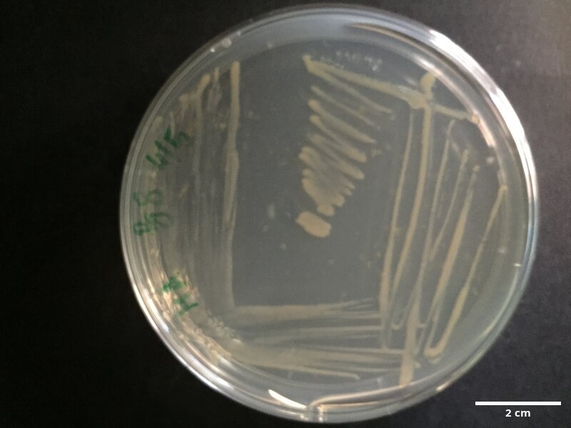 Tenacibaculum_sp_CCMAR-S_PG8