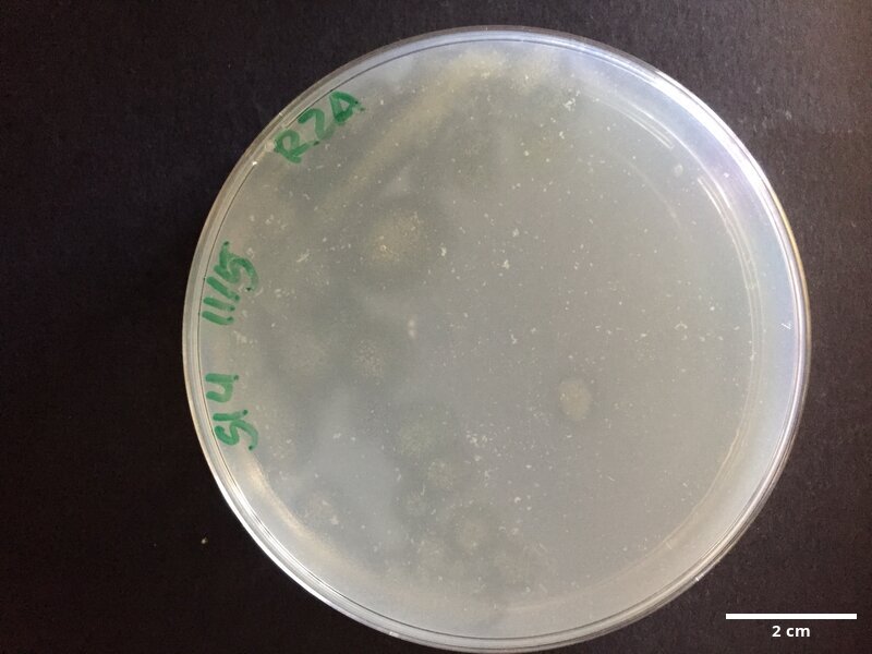Tenacibaculum_sp_CCMAR-S_PGSI4