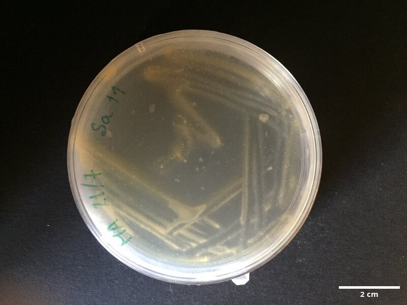 Tenacibaculum_sp_CCMAR-S_SA11