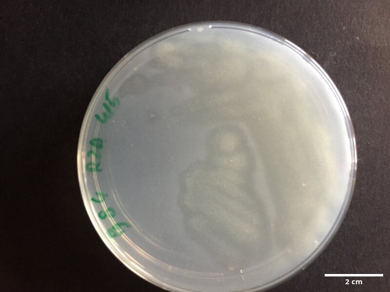 Uncultured_Tenacibaculum_sp_cloneC114001147_CCMAR-S_PG84